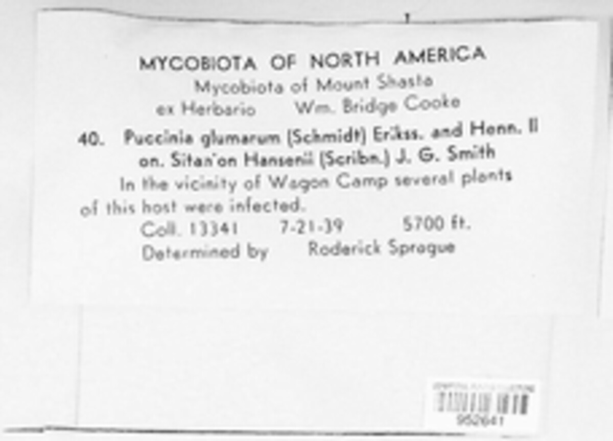 Puccinia glumarum image